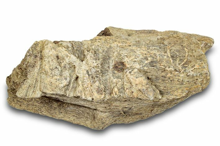 Dinosaur (Triceratops) Frill Shield Section - Montana #264970